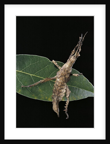 Stick insect by Anonymous