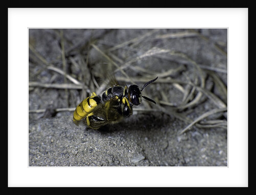 Philanthus triangulum (European beewolf, bee killer) - flying with its prey by Anonymous