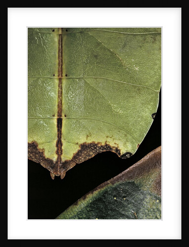 Phyllium giganteum (giant malaysian leaf insect, walking leaf) - detail by Anonymous