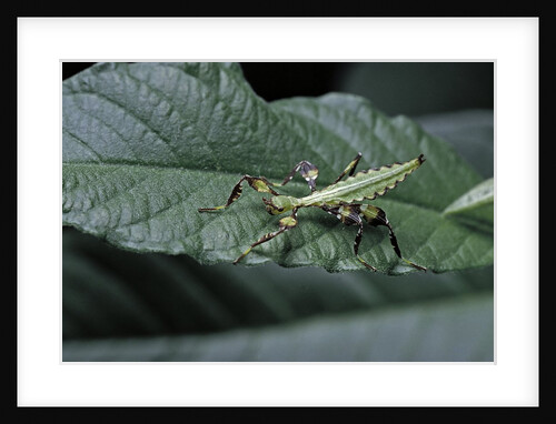 Phyllium giganteum (giant malaysian leaf insect, walking leaf) - larva by Anonymous