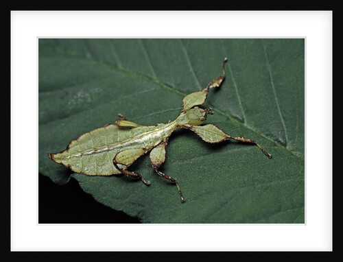 Phyllium giganteum (giant malaysian leaf insect, walking leaf) - larva by Anonymous