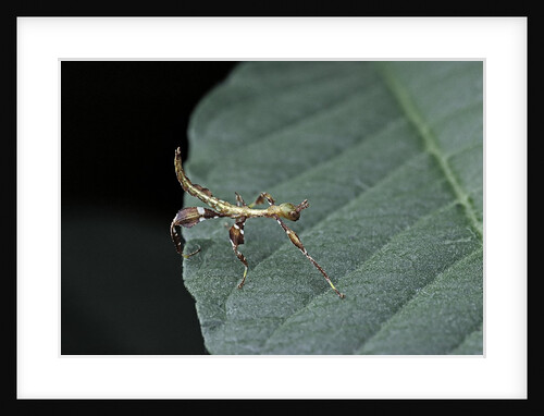 Phyllium giganteum (giant malaysian leaf insect, walking leaf) - larva by Anonymous