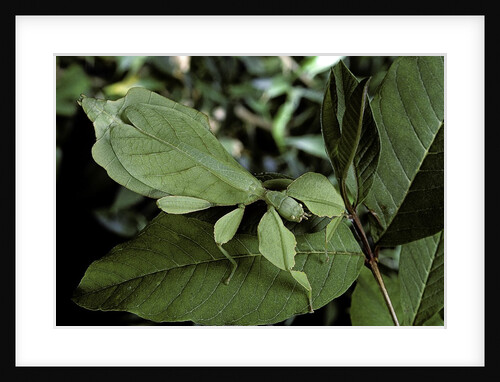 Phyllium giganteum (giant malaysian leaf insect, walking leaf) by Anonymous