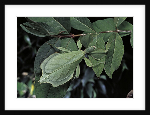 Phyllium giganteum (giant malaysian leaf insect, walking leaf) by Anonymous