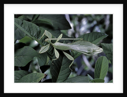 Phyllium giganteum (giant malaysian leaf insect, walking leaf) - male by Anonymous