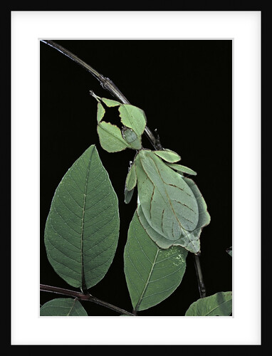 Phyllium giganteum (giant malaysian leaf insect, walking leaf) by Anonymous