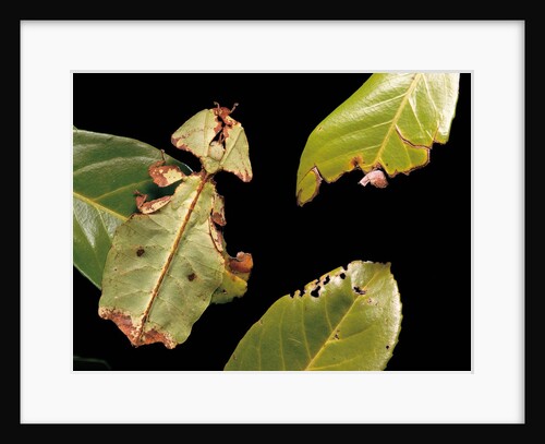 Phyllium giganteum (giant malaysian leaf insect, walking leaf) by Anonymous