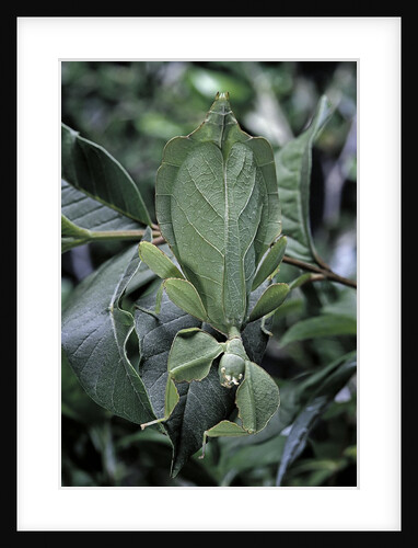 Phyllium giganteum (giant malaysian leaf insect, walking leaf) by Anonymous