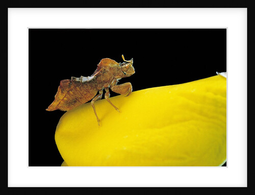 Phymata crassipes (assassin bug, thread-legged bug) by Anonymous