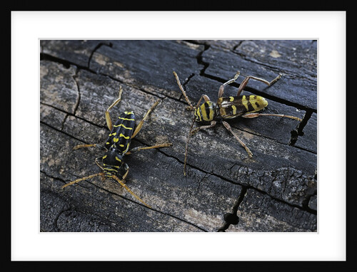 Plagionotus arcuatus (longhorn beetle) by Anonymous