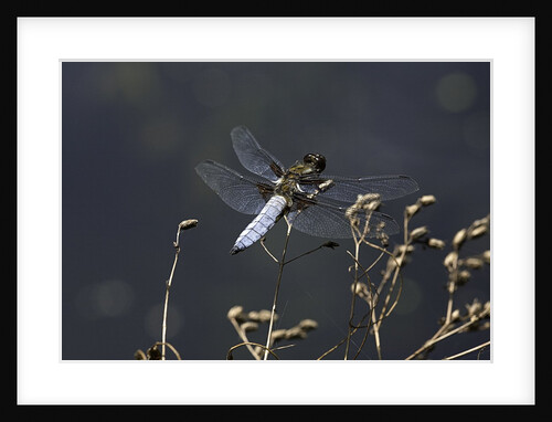 Libellula depressa (broad-bodied chaser) - male by Anonymous