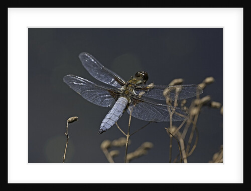 Libellula depressa (broad-bodied chaser) - male by Anonymous