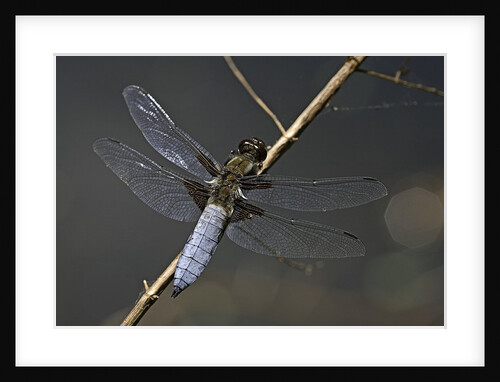 Libellula depressa (broad-bodied chaser) - male by Anonymous