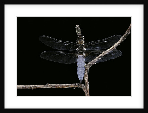 Libellula depressa (broad-bodied chaser) - male by Anonymous