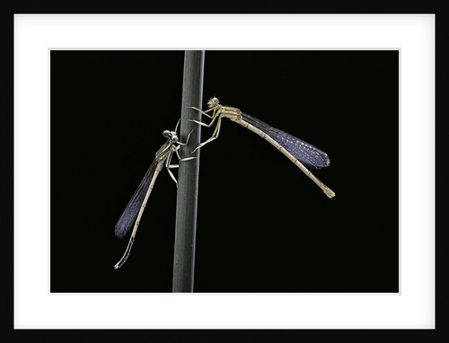 Platycnemis pennipes (white-legged damselfly) by Anonymous