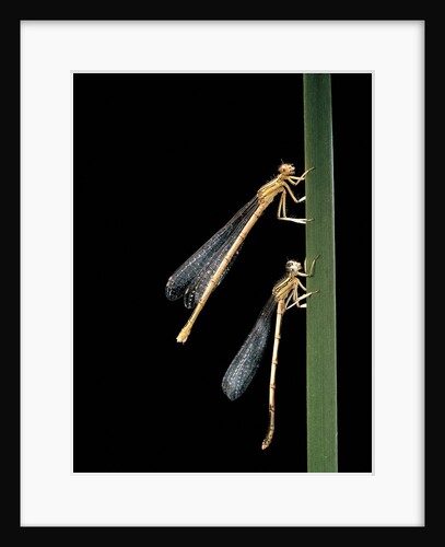 Platycnemis pennipes (white-legged damselfly) by Anonymous
