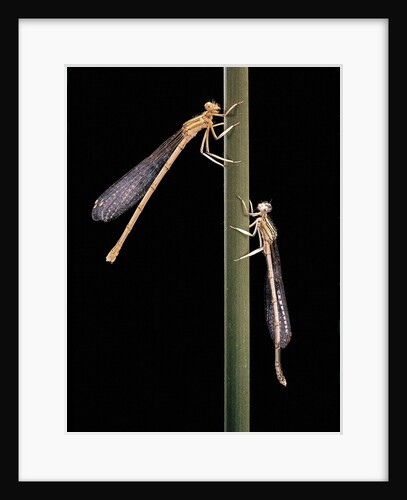 Platycnemis pennipes (white-legged damselfly) by Anonymous
