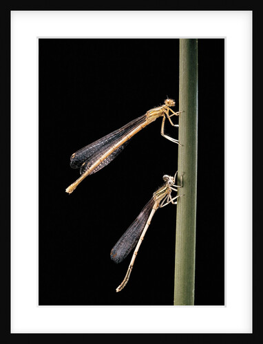 Platycnemis pennipes (white-legged damselfly) by Anonymous