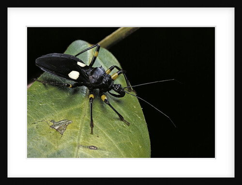 Platymeris biguttatus (assassin bug) by Anonymous