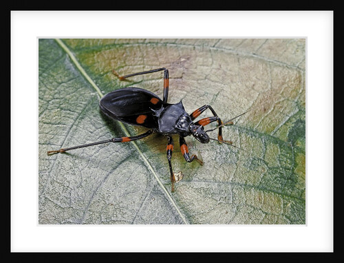 Platymeris rhadamanthus (red spot assassin bug) by Anonymous