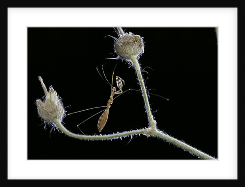 Ploiaria domestica (thread-legged bug, assassin bug) by Anonymous