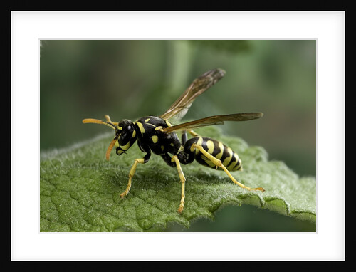 Polistes dominula (european paper wasp) by Anonymous