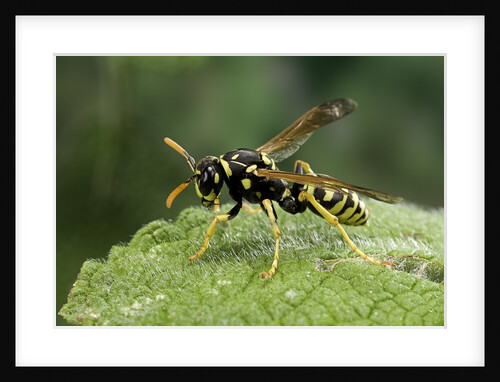 Polistes dominula (european paper wasp) by Anonymous