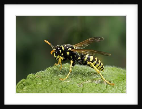 Polistes dominula (european paper wasp) by Anonymous