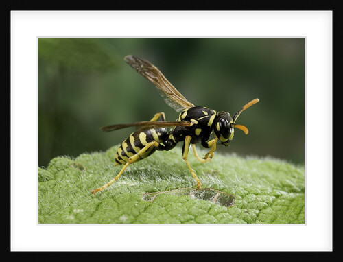 Polistes dominula (european paper wasp) by Anonymous