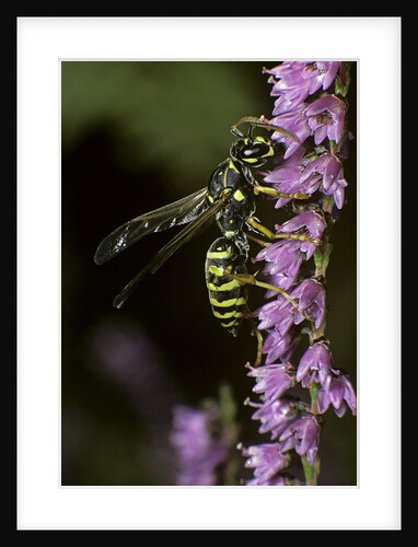 Polistes dominula (european paper wasp) by Anonymous