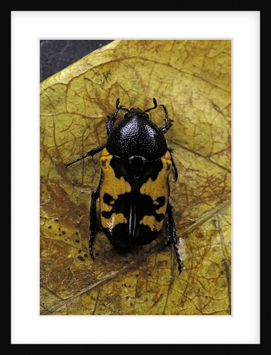 Polybaphes sanguinolenta (flower chafer) by Anonymous