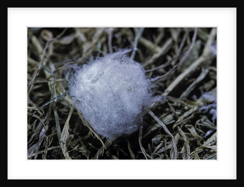 Porphyrophora crithmi (scale insect) - cocoon by Anonymous
