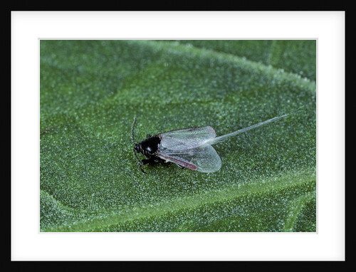Porphyrophora crithmi (scale insect) - male by Anonymous