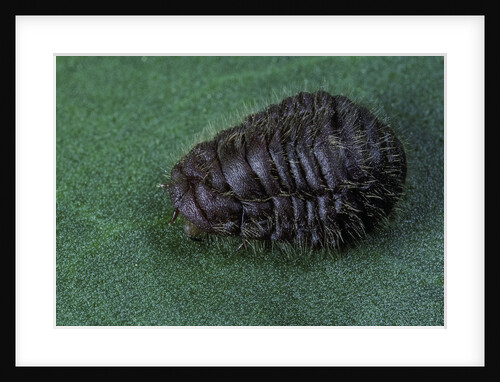 Porphyrophora crithmi (scale insect) - female by Anonymous