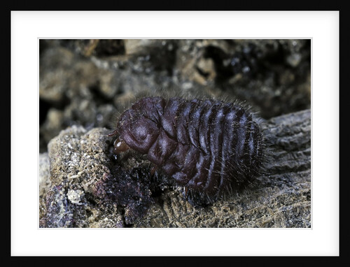 Porphyrophora crithmi (scale insect) - female by Anonymous