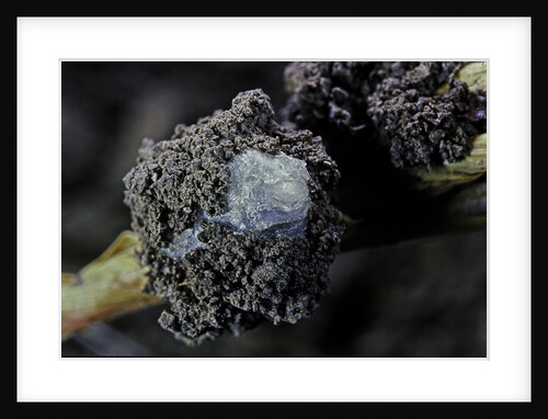 Porphyrophora hamelii (armenian cochineal, ararat scale) - cocoon by Anonymous