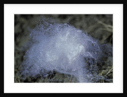 Porphyrophora hamelii (armenian cochineal, ararat scale) - cocoon by Anonymous