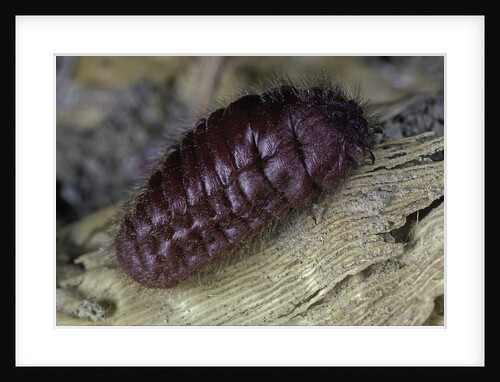Porphyrophora hamelii (armenian cochineal, ararat scale) - female by Anonymous