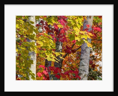 Autumn colors of maple leaves. by Anonymous