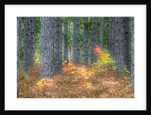 Fall foliage and pine trees in the forest. by Anonymous