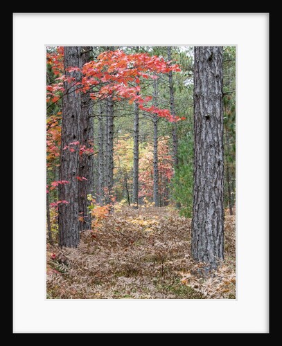 Fall foliage and pine trees in the forest. by Anonymous