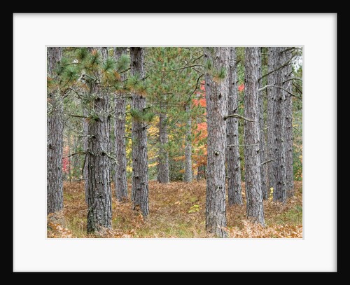 Fall foliage and pine trees in the forest. by Anonymous