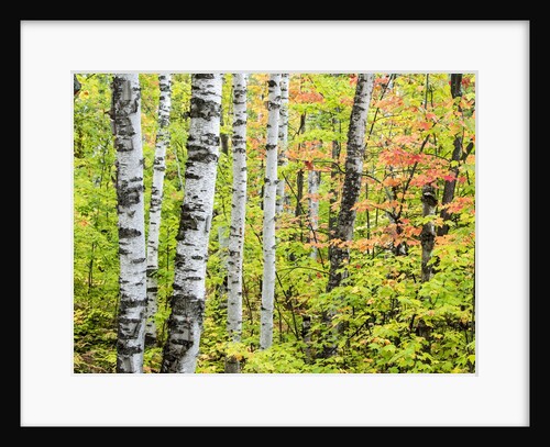 An autumn view of a birch forest in Michigan's Upper Peninsula. by Anonymous