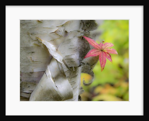 A close-up of a birch tree in a birch forest. by Anonymous