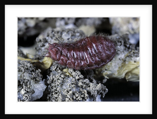 Porphyrophora hamelii (armenian cochineal, ararat scale) - female by Anonymous
