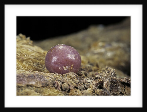 Porphyrophora polonica (polish cochineal, polish carmine scale) - cyst by Anonymous