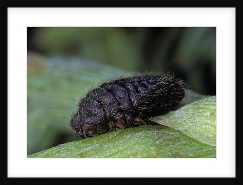 Porphyrophora polonica (polish cochineal, polish carmine scale) - female by Anonymous