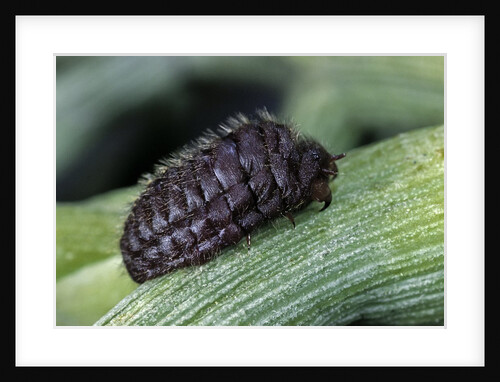 Porphyrophora polonica (polish cochineal, polish carmine scale) - female by Anonymous