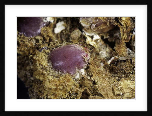 Porphyrophora sophorae (scale insect) - cyst by Anonymous
