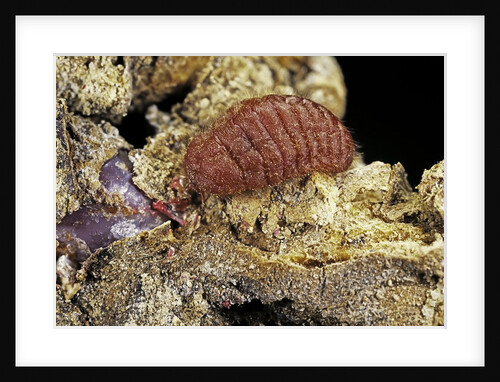 Porphyrophora sophorae (scale insect) - female by Anonymous